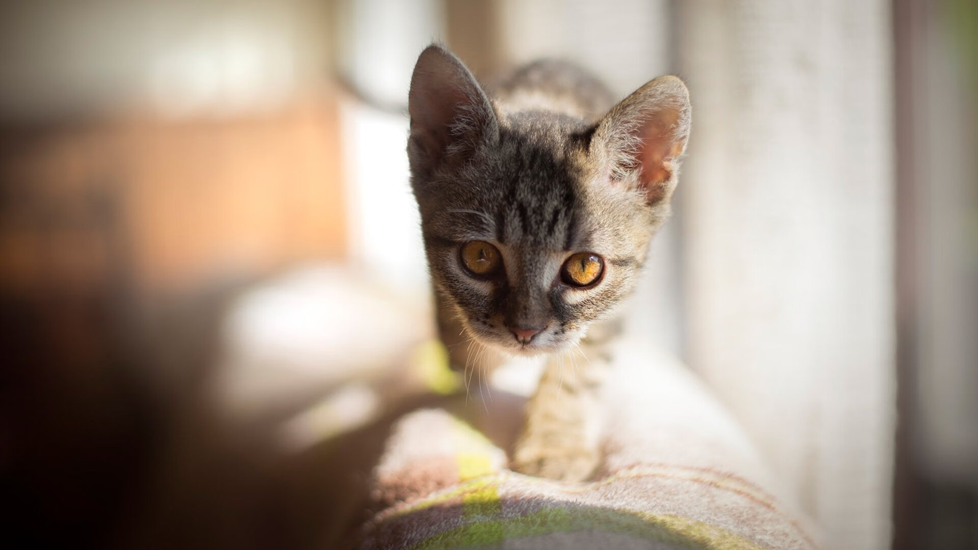 冰与火之歌,国米的精密机器碾压雷恩,贝林厄姆在德甲上演个人英雄主义