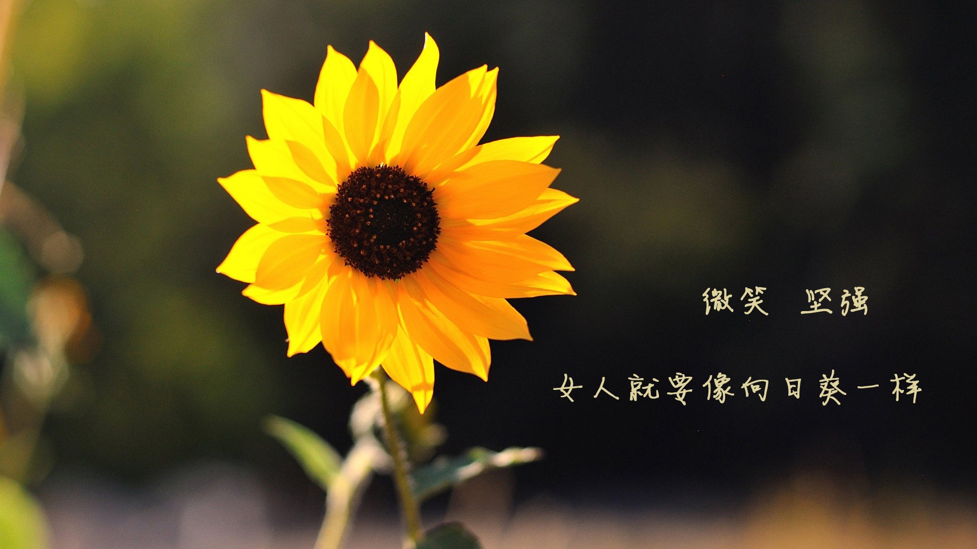 开云体育登录-伊拉克VS米兰的梦次元，当姆总监在虚拟绿茵上演降维打击