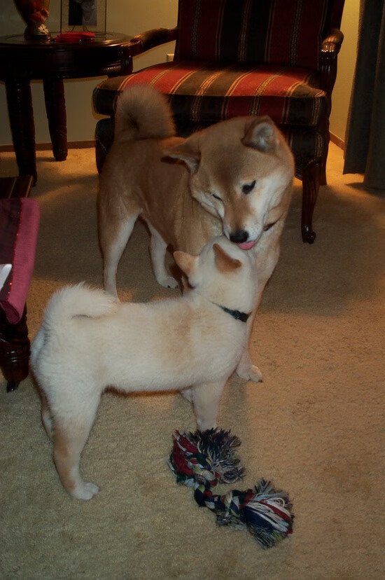 篮球与足球的跨界交响,步行者沉稳胜活塞,意甲焦点再现伦纳德式接管